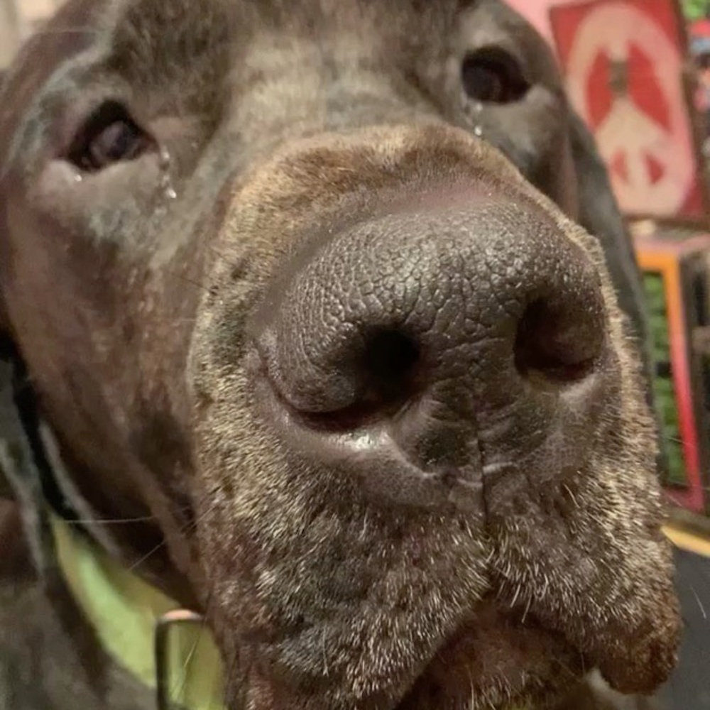 Meet your Posher, Grace